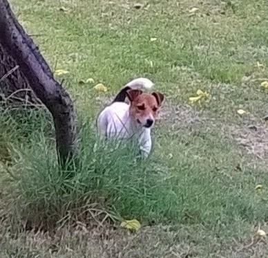 Allevamento Jack Russell